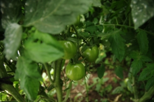 Cultivo de tomates en un invernadero facilitado por la Iglesia Católica que son utilizados para alimentar a huérfanos en Totonicapan