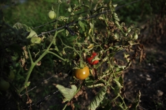 Tomates son producidos durante todo el años por el acceso al agua en las orillas del lago de Atitlán, en San Juan La Laguna, Sololá