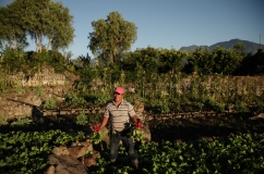 Rodirgo cultiva rabanós y otras hortalizas todo el año, al utilizar el agua del lago de Atitlán y facilitar sus producciones, en San Pedro La Laguna Sololá