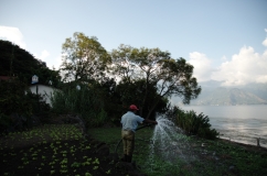 Agua proveniente del lago de Atitlán, que es utilizada para regar el cultivo de hortalizas en San Pedro la Laguna Sololá