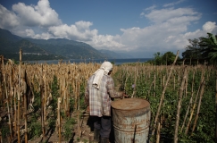 José cuida y riega sus siembras de tomate y maíz, donde tiene la ventaja de tener el triple de cosechas que la mayoría de la población en Guatemala, al obtener agua del lago de Atitlán que utiliza para el riego de sus producciones que vende en mercados locales, en San Juan la Laguna Sololá