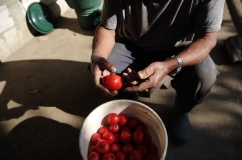 Tomates de una variedad nativa son seleccionados para la obtención de semillas, en San Juan La Laguna, Sololá