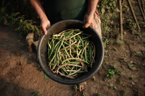 Ejotes de frijol que pertenecen a una variedad de origen nativo, son cultivados como medio para complementar la alimentación familiar en San José la Maquina Escuintla